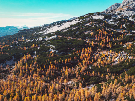Mountain forest thinning out with altitude until there are just a few trees left up the mountainの写真素材