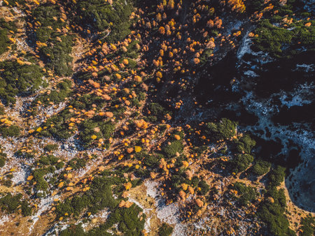 Top down directly above mountain forest in autumn timeの写真素材