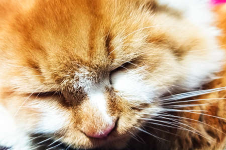 Cute ginger cat sleeping on the bed, close-up.の写真素材
