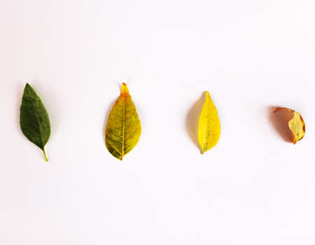 Autumn leaves on white background. Flat lay, top view.の写真素材