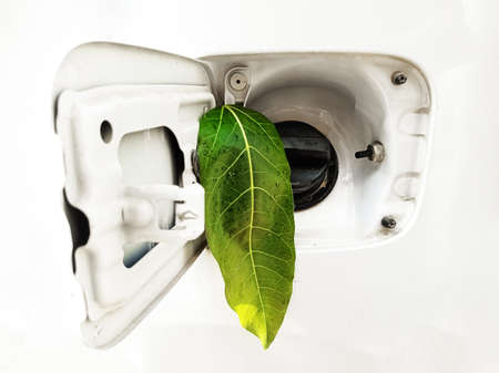 A green leaf sprouting from an outlet.の写真素材