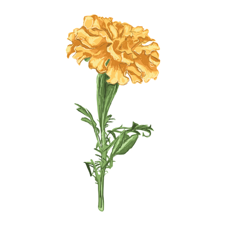 Vector - botanical illustration, vector isolated on a white backgroundのイラスト素材