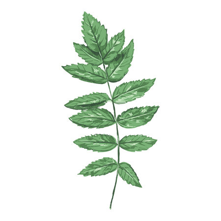 Sage Leaf Vector - botanical illustration, vector isolated on a white backgroundのイラスト素材