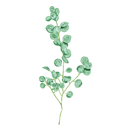 Eucalyptus Vector - botanical illustration, vector isolated on a white backgroundのイラスト素材