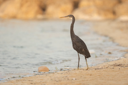 Western reef heron on the beach in morning light, Busaiteen, Bahrainの写真素材