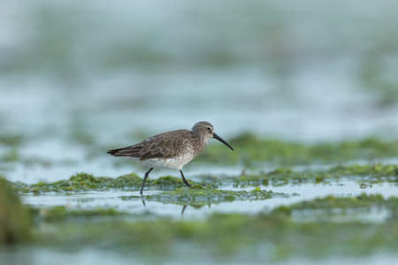 Close up of dunlin, Eker, Bahrain