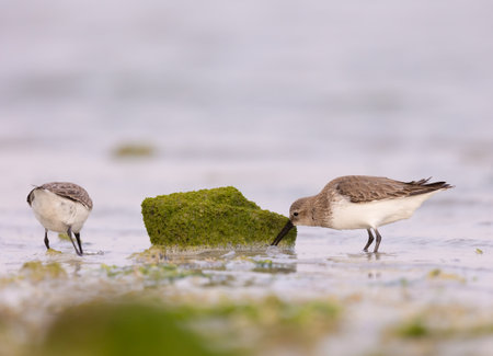 Dunlins searching for food in water, Eker, Bahrain