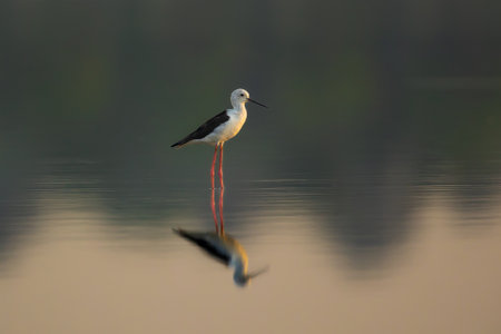 Portrait of black winged stilt in still water illuminated by sunlight