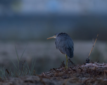 back view of western reef heron at dawnの写真素材