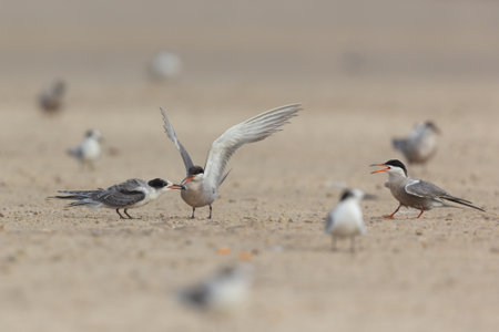 White cheeked tern feeding the young