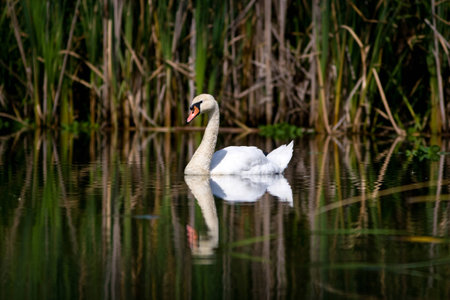 White swan reflectionの写真素材