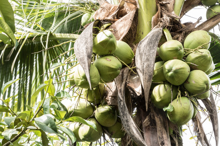coconut in garden many on the tree