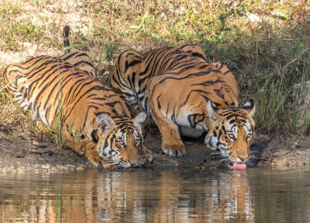 Tiger and its Cub quenching their thirst at water hole, Bandipur National Park, Karnataka,Indiaの写真素材