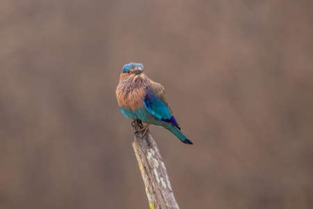 Indian Roller or Blue Jayの写真素材