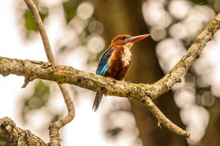 White-Throated Kingfisher at kabini , nagarhole tiger reserve area, karnataka, Indiaの写真素材