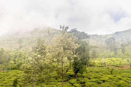 Tea Gardens or Tea Estates at Ootyの写真素材