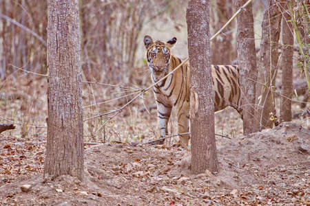 Tiger at Tadoba National Parkの写真素材
