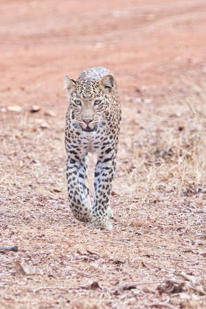 Bold & Beautiful Leopard.. when it gives sighting its festival for the Photographers...の写真素材