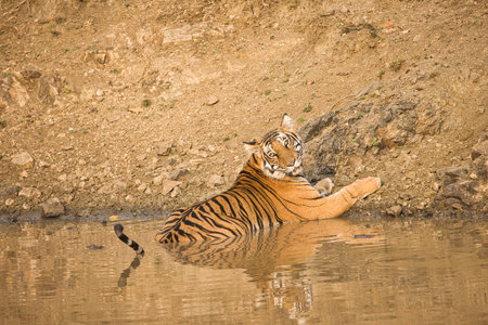Female Bold and Ferocious Tiger at Kabini, Nagarhole National Park, Karnataka, Indiaの写真素材