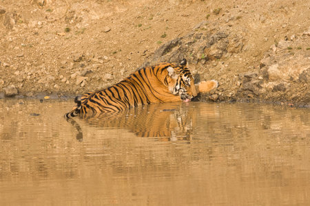 Female Bold and Ferocious Tiger at Kabini, Nagarhole National Park, Karnataka, Indiaの写真素材