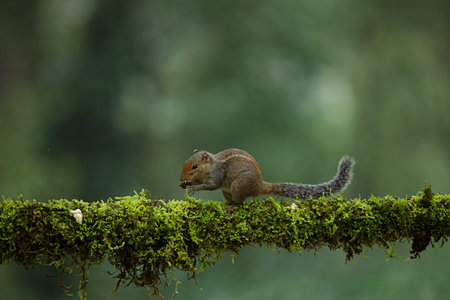 Indian Palm Squirrels having food with beautiful backgroundの写真素材
