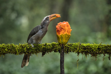 Most Beautiful Malabar grey hornbill having fruits with beautiful background at Coorg,Karnataka,India. This picture can be used as a wallpaper.の写真素材