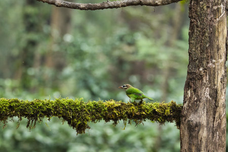 Bird in the rainforest of Doi Inthanon National Park, Thailandの写真素材