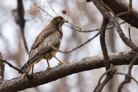 White eyed buzzard  bird sitting on branch of  a tree with beautiful background . One of the most...