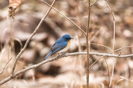 Tickells blue flycatcher sitting on the branch of a tree at Tipeshwar Wildlife Sanctuary. It can be used a perfect wallpaperの写真素材