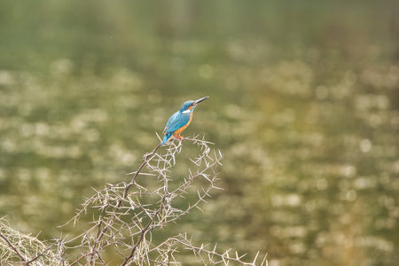 Common Kingfisher sitting on the branch of a tree . It can be used as a perfect wallpaperの写真素材
