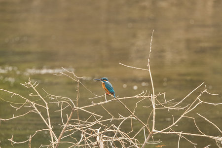 Common Kingfisher sitting on the branch of a tree . It can be used as a perfect wallpaperの写真素材