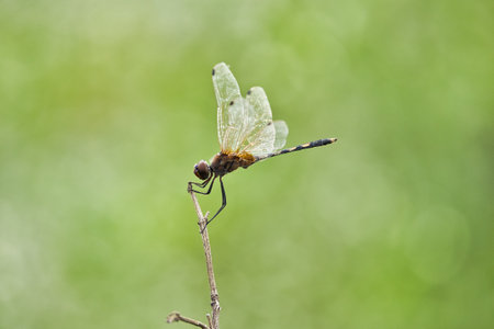Dragonfly taking rest and beautiful to watch, which can be used a perfect wallpaper.