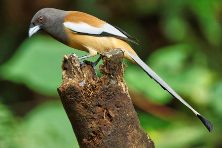 Chestnut-breasted Parrotbill (Parrotbill)の写真素材