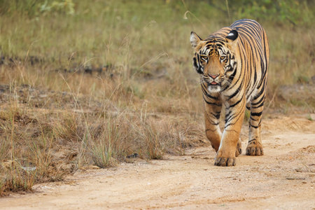 Bold and Ferocious Majestic Male Tiger head on shot while walking in the forest at Tadoba National Park, Maharashtra, India.の写真素材