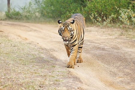 Bold and Ferocious Majestic Male Tiger head on shot while walking in the forest at Tadoba National Park.の写真素材