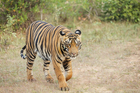 Bold and Ferocious Majestic Male Tiger head on shot while walking in the forest at Tadoba National Park, Maharashtra,India. One of the Most Bold and Ferocious Majestic Male Tiger hの写真素材