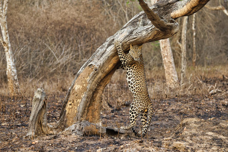 Leopard at Bandipur National Park or Tiger Reserve . One of the boldest & beautiful Leopard.  This leopard gave sighting close to 20 mintues to photographers.の写真素材