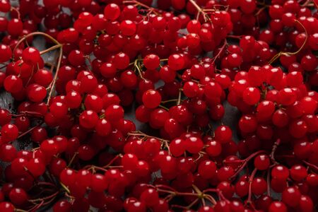 Background of fresh red berries of viburnumの写真素材