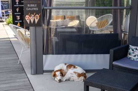 Bonifacio, Corsica-September, 2019. The dog is sleeping near the sidewalk cafe tablesのeditorial素材