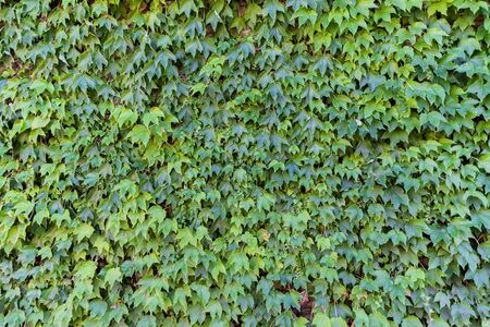 Background of thick green leaves. Horizontal orientation