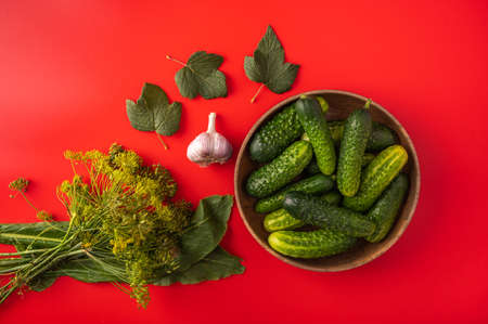 Top view fresh cucumbers in a bowl, garlic, dill, horseradish and currants on a red background, preparation for canningの写真素材