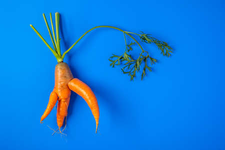 Trendy ugly organic carrot with the halm from home garden on on  blue