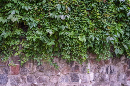 Background of old granite stones, thick branches with green leaves hang from above, horizontal orientationの写真素材