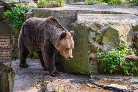 Large brown bear walking on the rocks at zoo, horizontal orientation, close upの写真素材