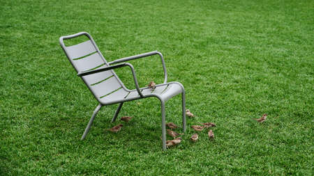Plastic gray chair on green grass. On it and next to a flock of sparrows. Close up. Copy spaceの写真素材