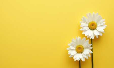 Daisies on a yellow background, bright and cheerful, concept of happiness and positivityの素材