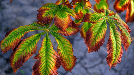 Autumn tree leaves.