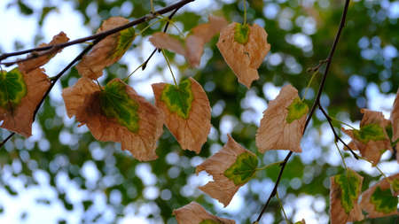 Yellow leaves on tree branches. Blurred defocused background for web design.
