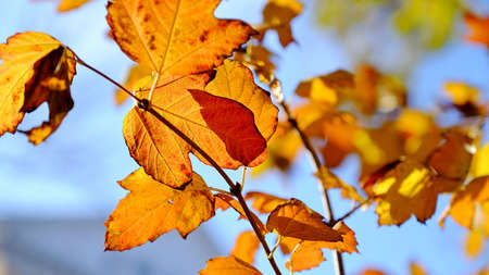 Yellow leaves on tree branches.