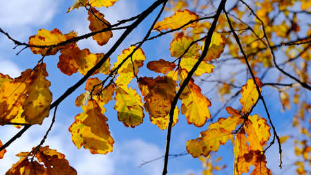 Yellow leaves on tree branches.